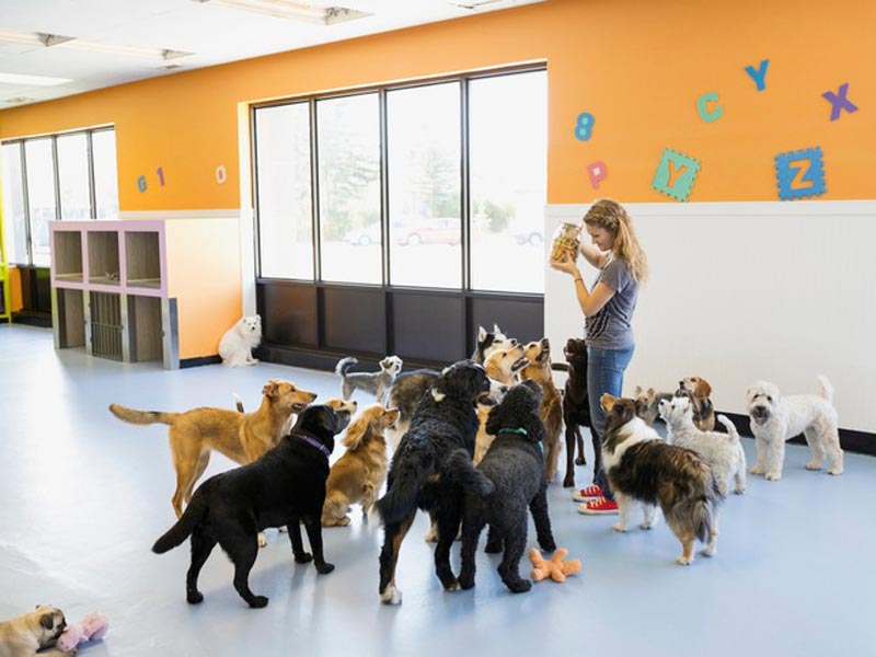 Featured image for “Tips to Prepare Your Dog for Their First Dog Daycare Visit”