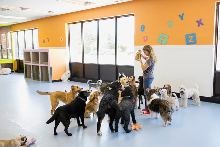 Group of dogs asking for food