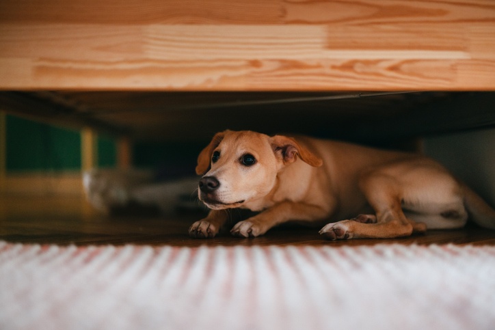 Dog hiding under the table