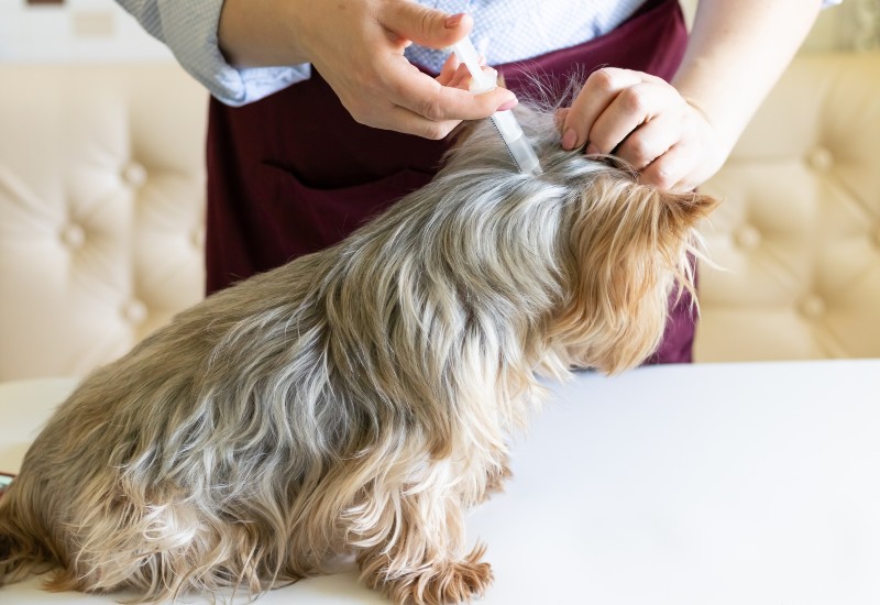 Dog getting vaccinated