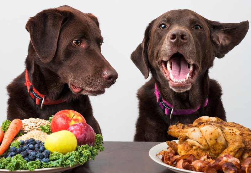 Two Dogs eating