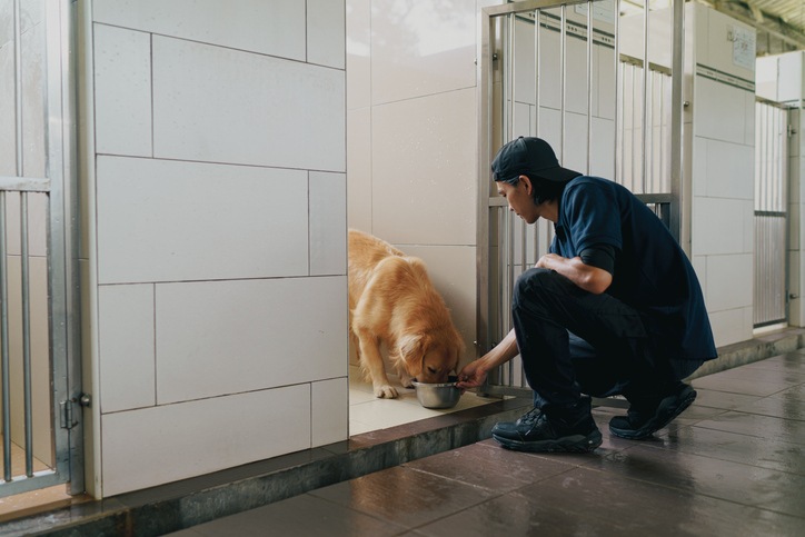 Dog eating in vet