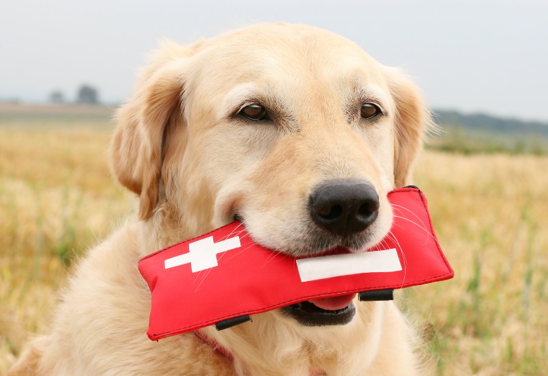 Dog with first aid kit