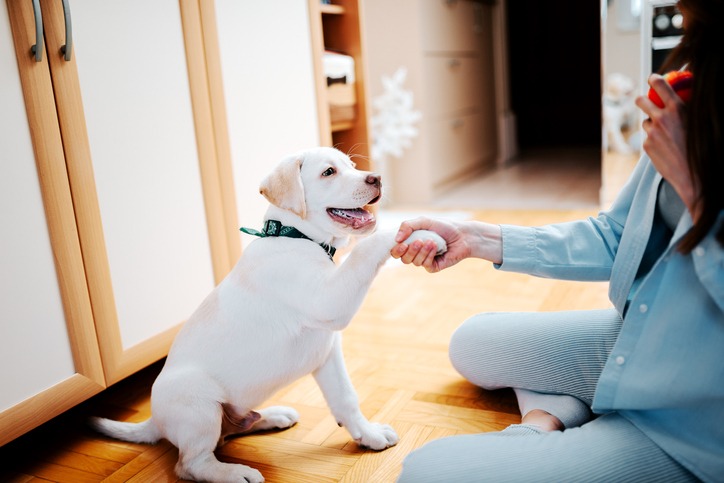 A cute dog shaking girl's hand