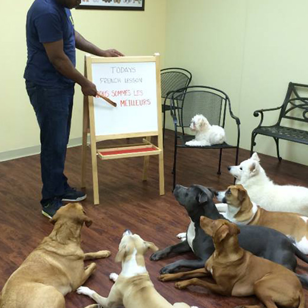 dogs learning in class