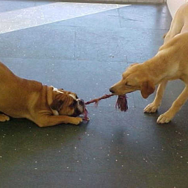 dogs playing with rope