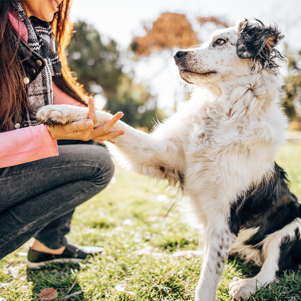 dog giving paw to owner