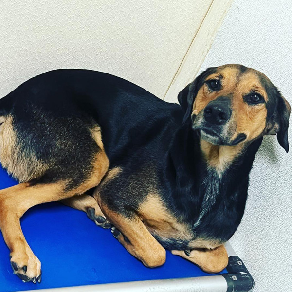 dog curled up in bed