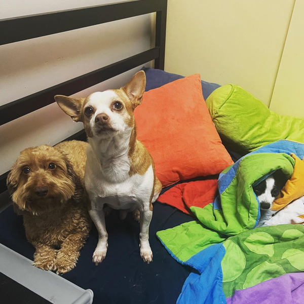 little dogs resting in bed