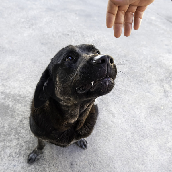 sweet pup sniffing hand