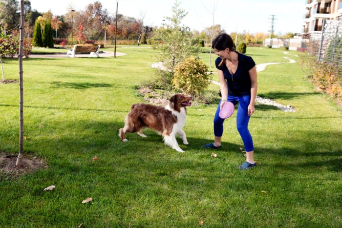 Active dog engaged in mental exercises at K-9 University in Plano & Garland, TX