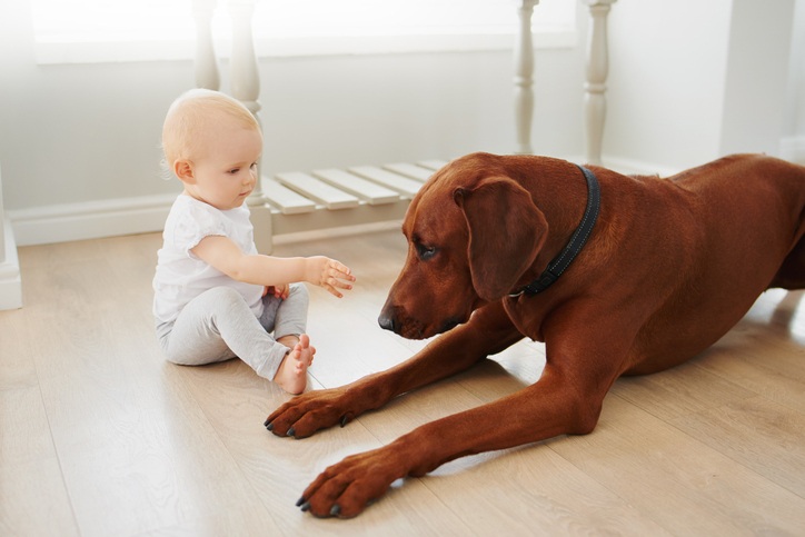 Dog being gently introduced to a new baby at home in Plano & Garland, TX