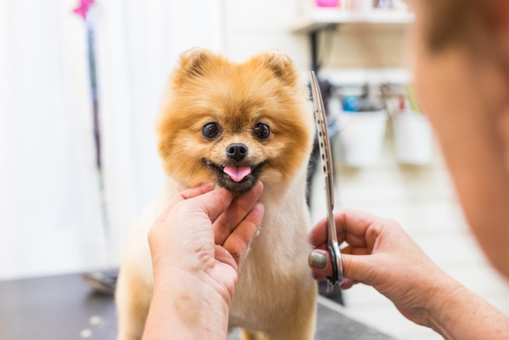 Well-groomed dog after a session at K-9 University in Plano & Garland, TX