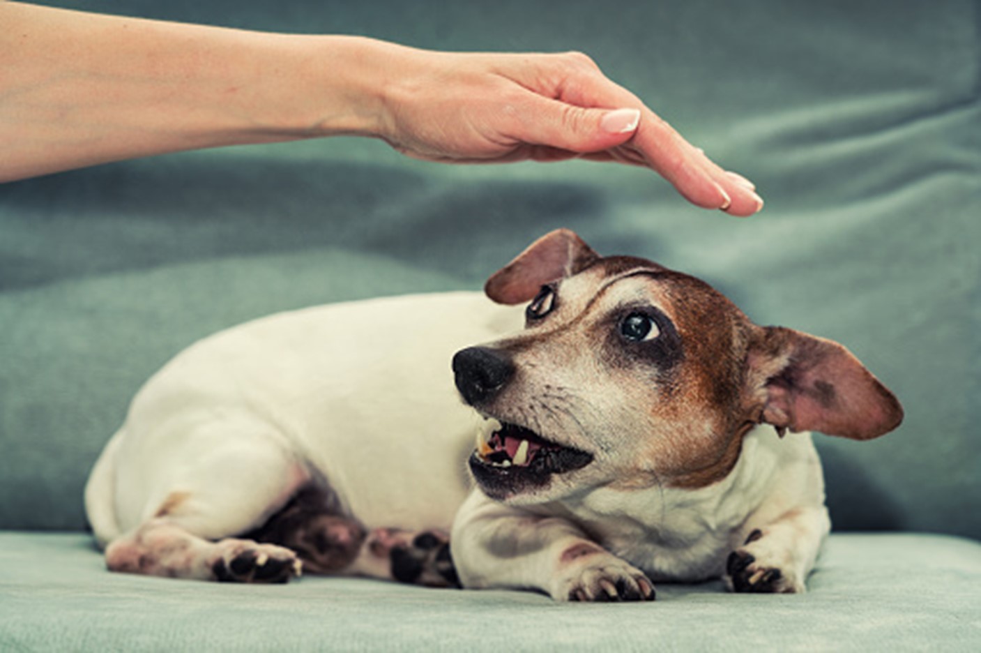 Featured image for “How to Help Your Dog Build Confidence & Overcome Fears”