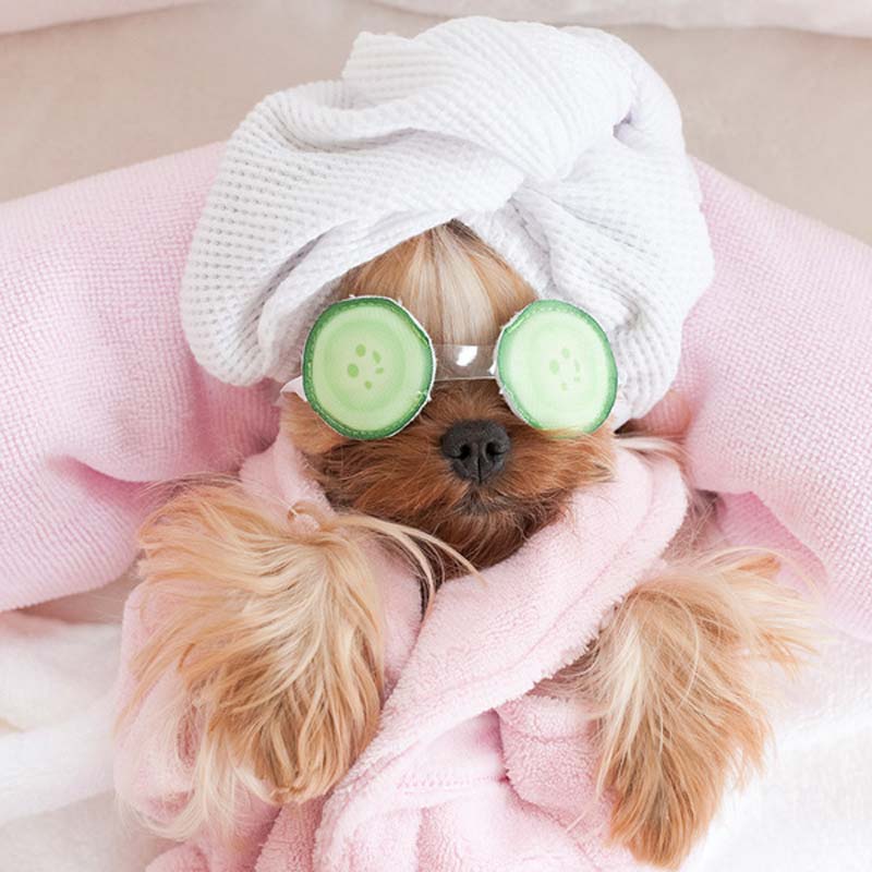 A dog with cucumbers on its eyes showcasing a luxurious grooming service in Plano and Garland, TX