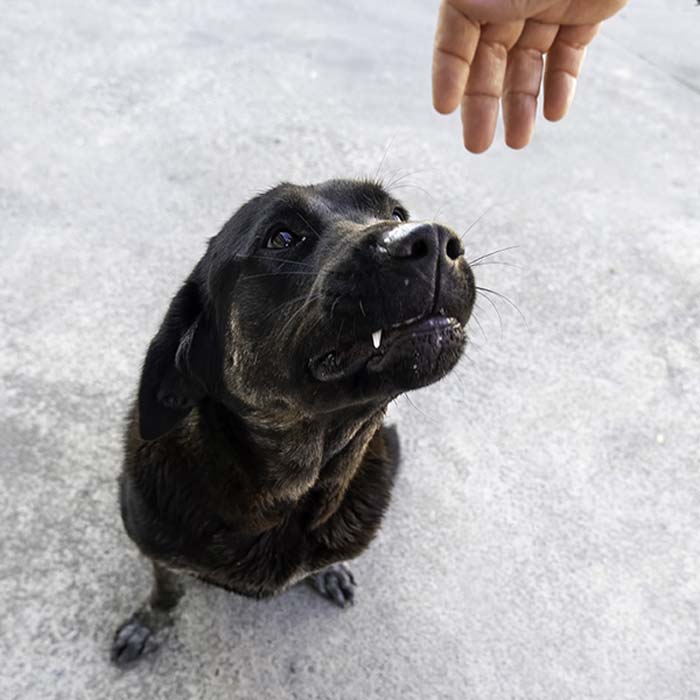 A Black Dog with a Trainer Showcasing Aggressive Dog Training Service in Plano & Garland, TX