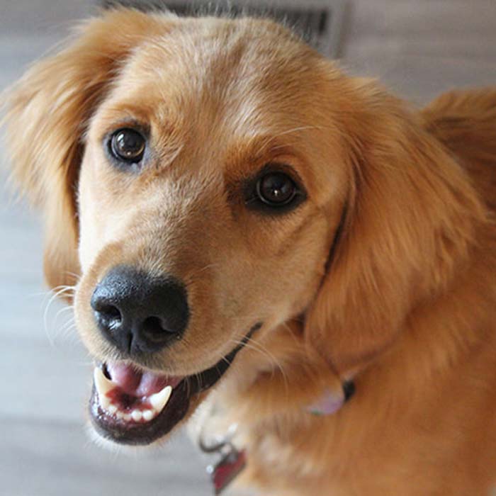 A Close-up of a Labrador Highlighting Dog Boarding Service in Plano and Garland, TX