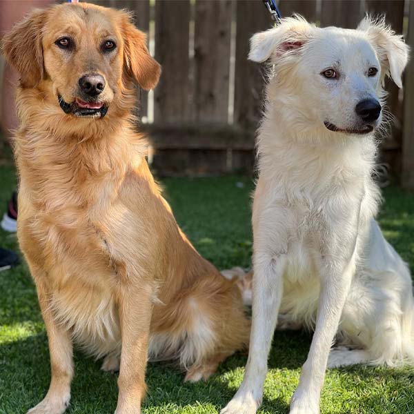 Two Dogs at Garden Highlighting Complete Grooming Service in Plano and Garland, TX