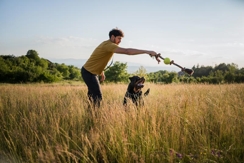 Featured image for “Qualities To Look for in a Dog Trainer”